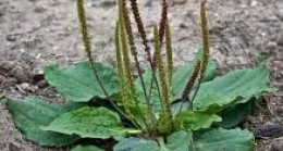 ŞİFALI ORMAN BİTKİLERİ-57 / Büyük Sinirliot (Plantago major L.)