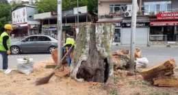 Beykoz’un Anıt Ağaçları Yeniden Filizlenecek