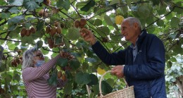 Kendisi Küçük Şifası Büyük: Beykoz Kivisi Pazara İndi!..