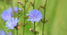 YENEBİLEN DOĞAL BİTKİLERİMİZ-14 /Hindiba (Cichorum intybus L.)