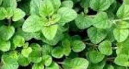 YENEBİLEN DOĞAL BİTKİLERİMİZ 20 / Mercanköşk