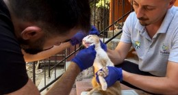 BEYKOZ’DA CAN DOSTLARA YERİNDE TEDAVİ HİZMETİ