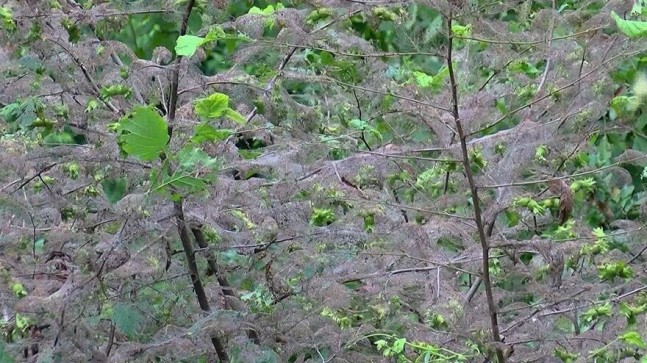Beykoz’da tırtıl istilası: Ne varsa kurutuyorlar!..