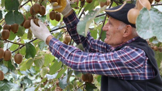 BEYKOZ KİVİSİ’NDE HASAT ZAMANI!…