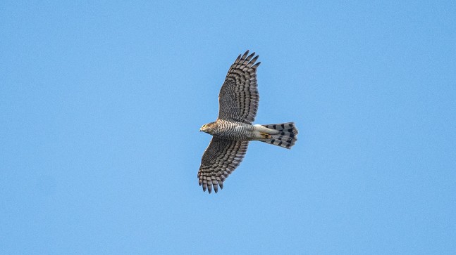 YIRTICI KUŞLARIN GÖÇÜ BEYKOZ’DA HEYECAN UYANDIRDI