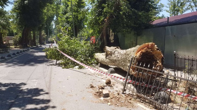 ORTAÇEŞME’DE TARİHİ ÇINAR AĞACI DEVRİLDİ!..