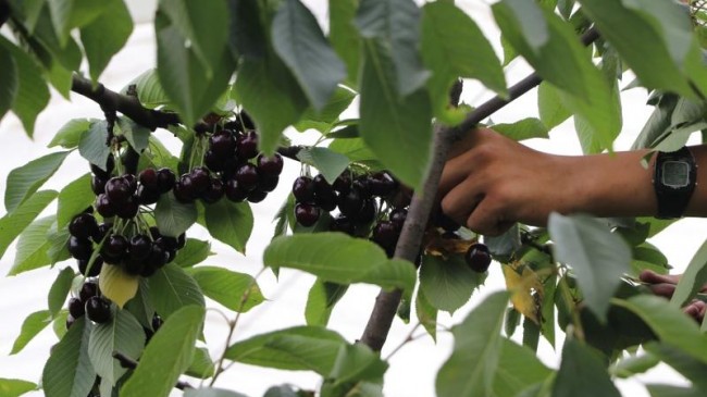 Beykoz Kirazı’nda Hasat Zamanı