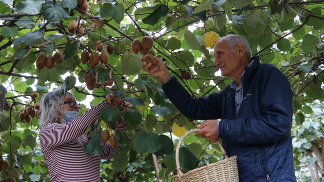 Kendisi Küçük Şifası Büyük: Beykoz Kivisi Pazara İndi!..