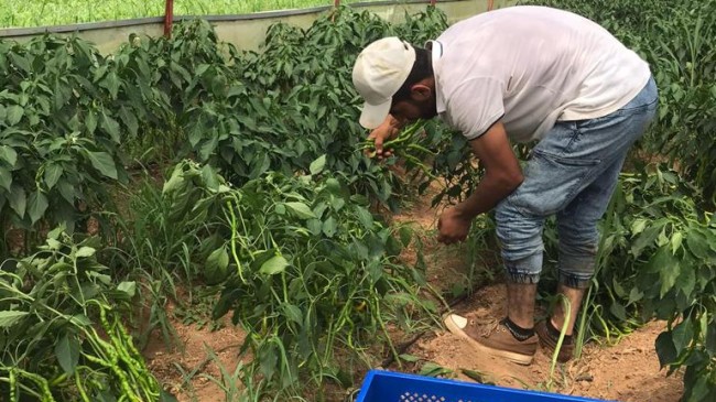 BEYKOZLU ÇİFTÇİNİN MAHSULÜ TARLADA KAZANDIRIYOR!…