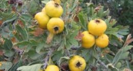 ŞİFALI ORMAN BİTKİLERİ-35 / ALIÇ