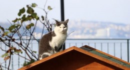 Beykoz Sokaklarına Sıcacık Kedi Evleri!..