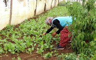 Beykozlu Kadın Çiftçi “Alım Garantili Tarım”ı Sevdi!…