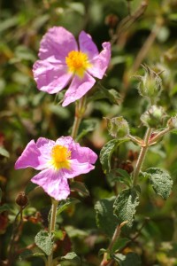 Cistus creticus