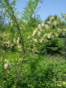 robinia pseudoacacia .jpg