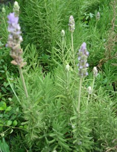 lavandula stoechas