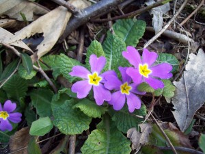 Primula vulgaris1