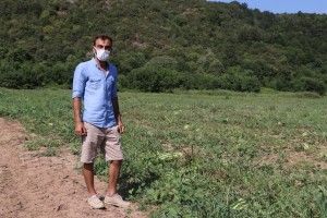 Beykoz Karpuzunda Hasat Zamanı (4)