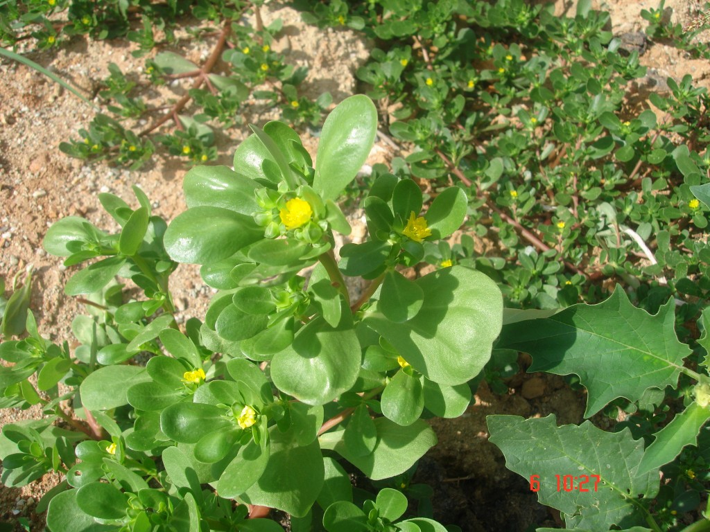 portulaca oleracea 2