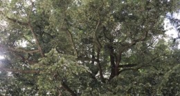 Akbaba Ihlamuru 509 Yıldır Beykoz’a Nefes Veriyor!..