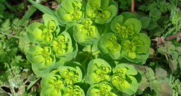 ZEHİRLİ TIBBİ ORMAN BİTKİLERİMİZ-4 / Sütleğen