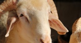 Beykoz Belediyesi’nden İhtiyaç Sahiplerine Et Sevinci!..