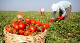 Beykozlu Çiftçilere Alım Garantili Üreticilik Müjdesi!..