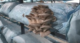 Beykoz Kirazı’ndan Sonra Mantarda Yüzler Güldü