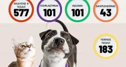 Beykoz’da Bir Ayda Binden Fazla Sokak Hayvanının Yardımına Koşuldu