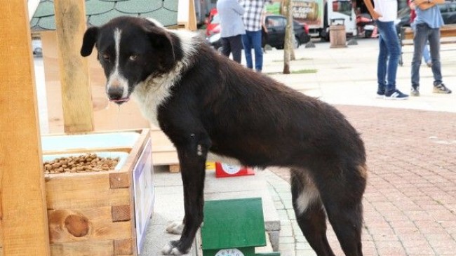 Beykoz’da Sokak Hayvanları Yuvasız Değil!..