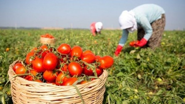 Beykozlu Çiftçilere Alım Garantili Üreticilik Müjdesi!..