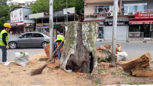 Beykoz’un Anıt Ağaçları Yeniden Filizlenecek