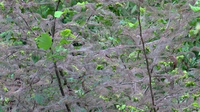 Beykoz’da tırtıl istilası: Ne varsa kurutuyorlar!..