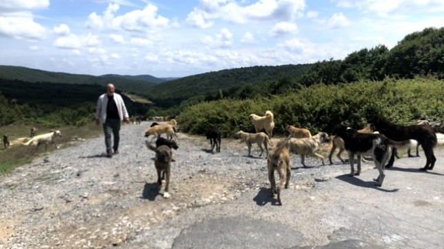 Binlerce başıboş köpeğin adeta istila ettiği köy havadan görüntülendi!..